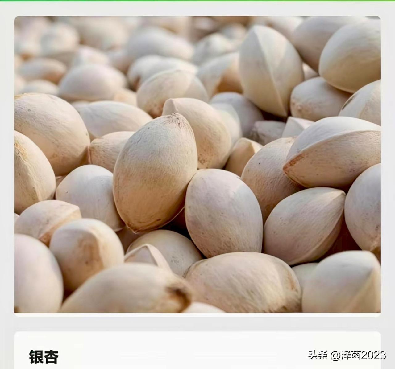 我们吃的银杏果（白果仁）是种子还是果实？
A.种子 B.果实
相信很多朋友答:B
