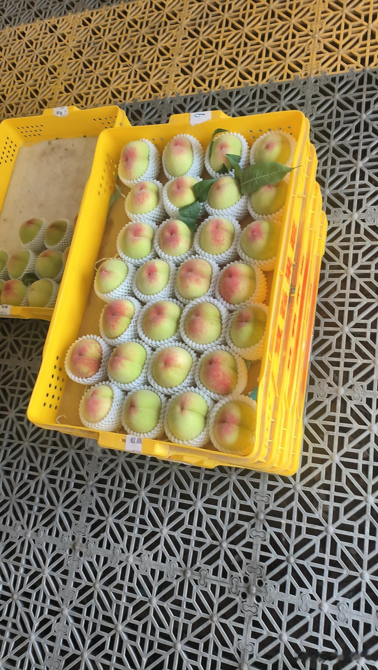 干农活岂能不累？阿丰成天耗在田间，除草洒农药，早上五点下地，晚上七点多休息，这背