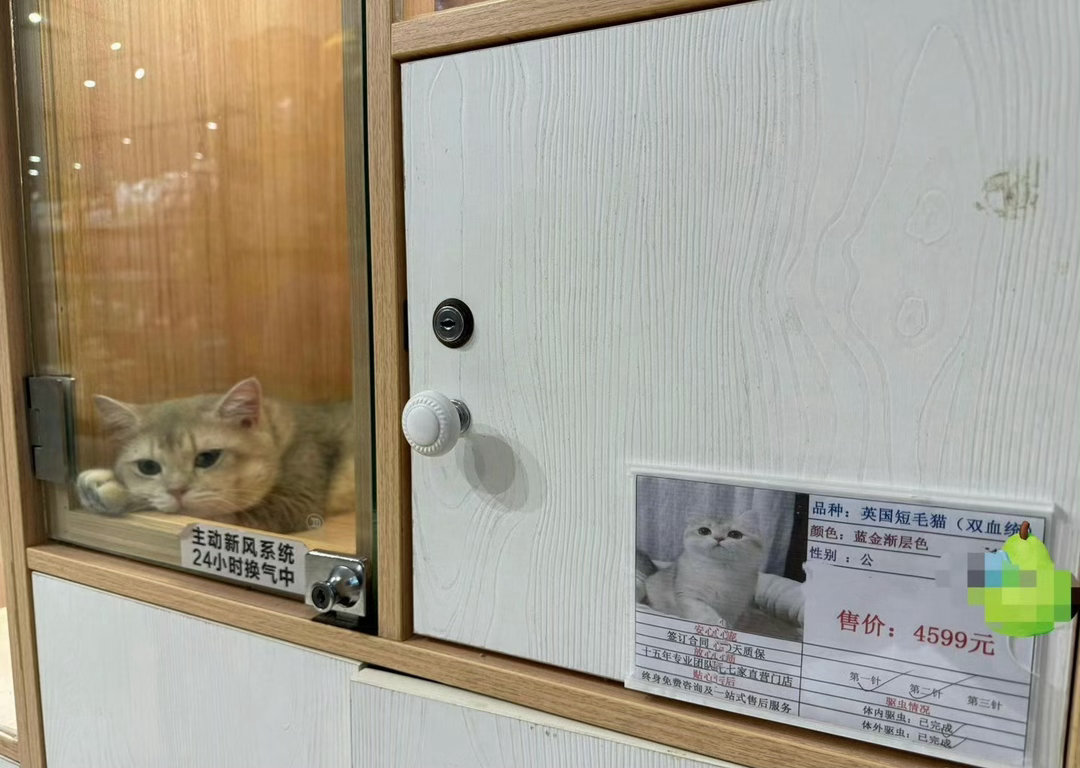 快两岁了还没卖出去，感觉猫都快抑郁了…… 