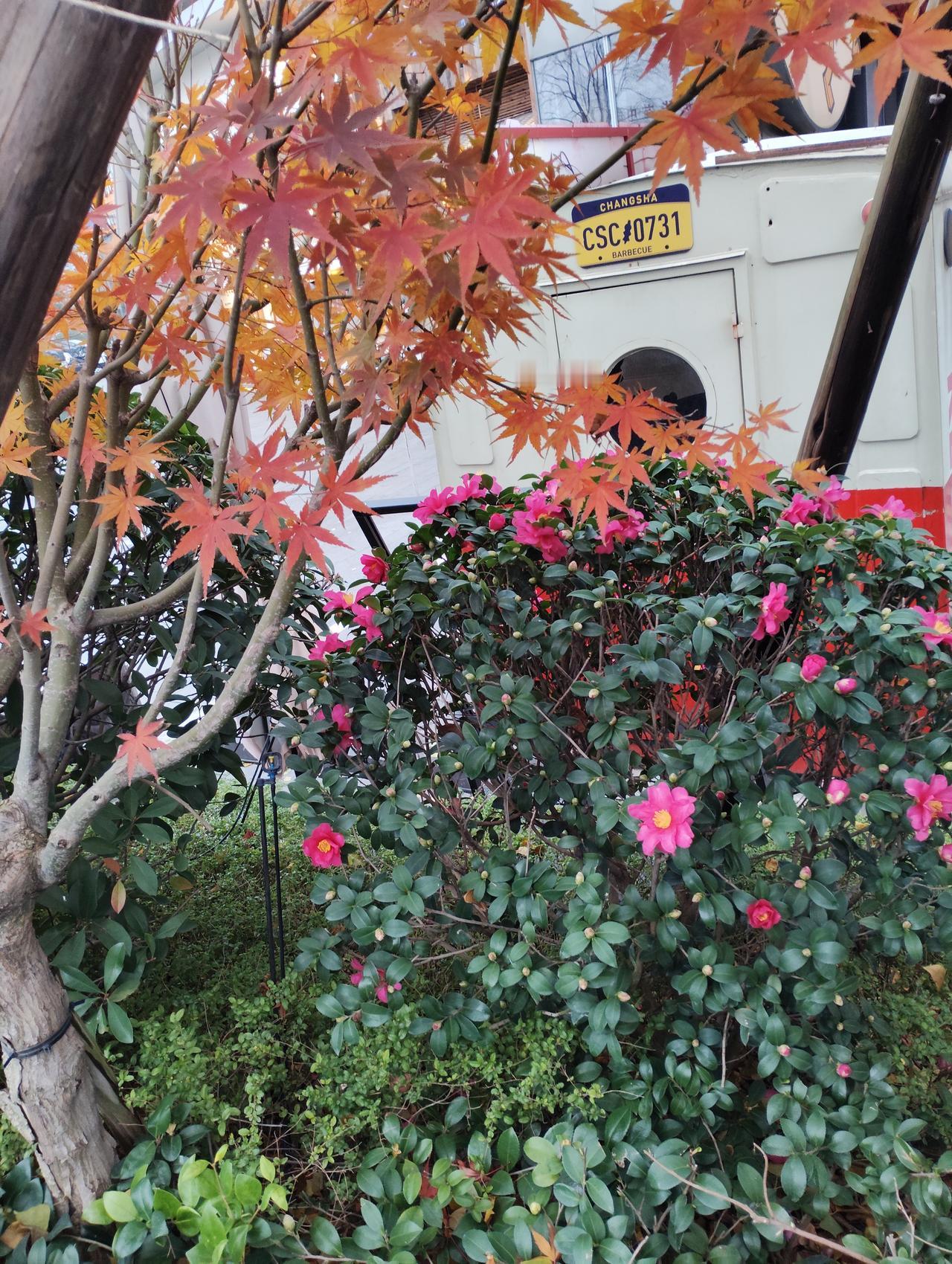 新年新气象。祝新的一年好运连连！
身体健康，万事顺意！