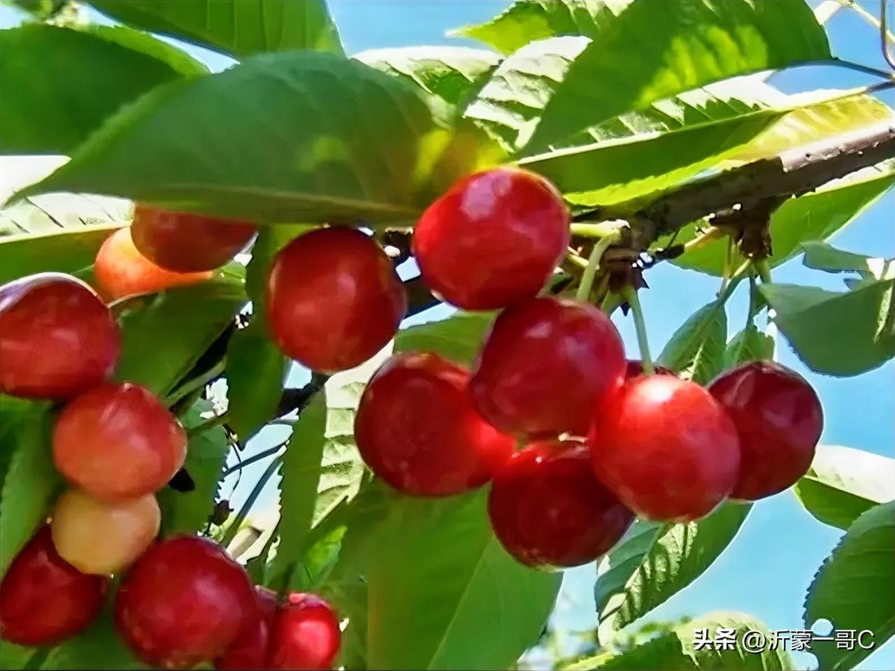 今天准备去沂源摘樱桃，听朋友说那里的大棚樱桃已经熟了，价格不菲，主要是尝个鲜，俗