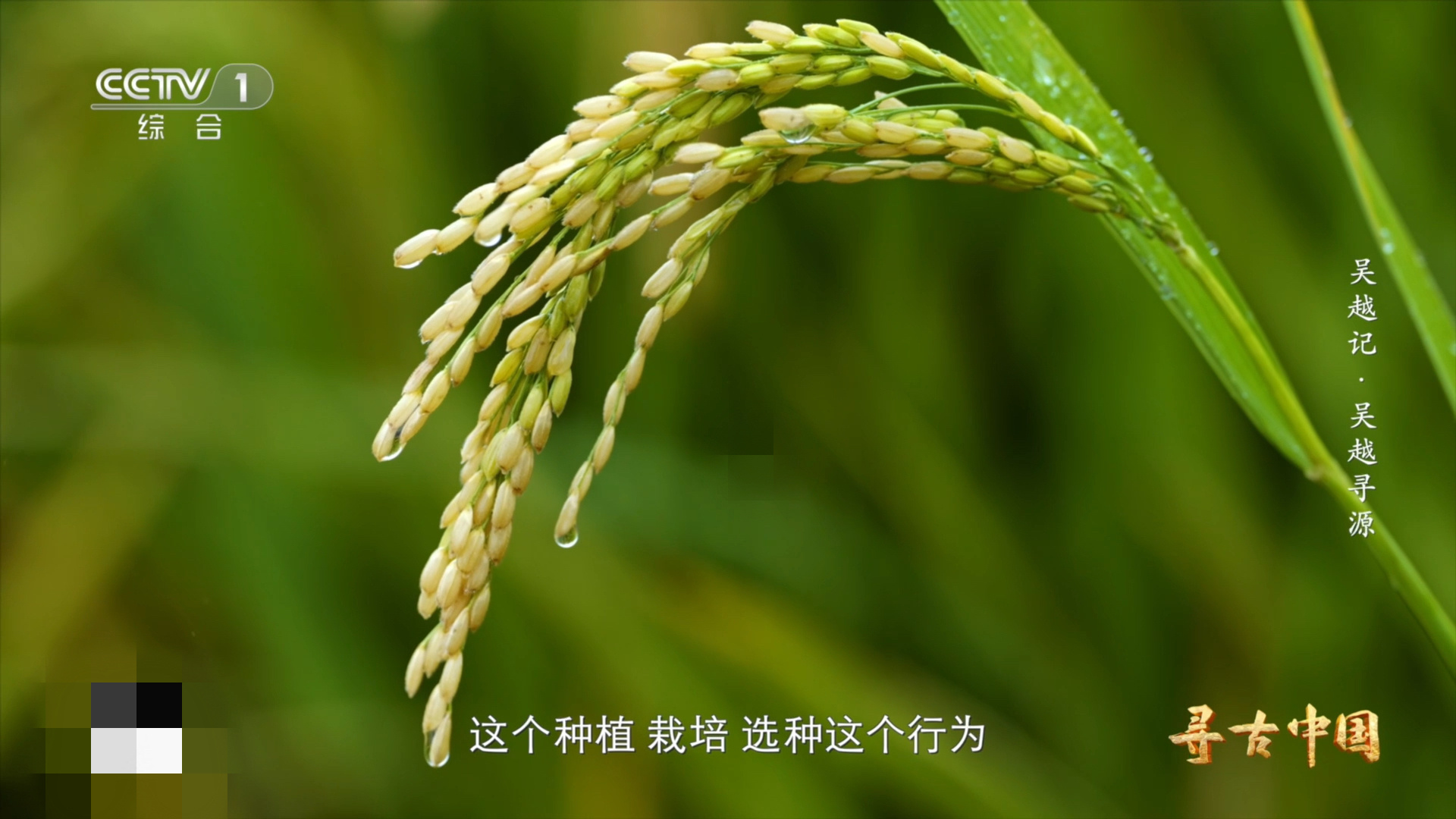 中国人1万年前就吃上了稻米 谁再说中华文明五千年？稻米表示不服！一万年前长江边炊