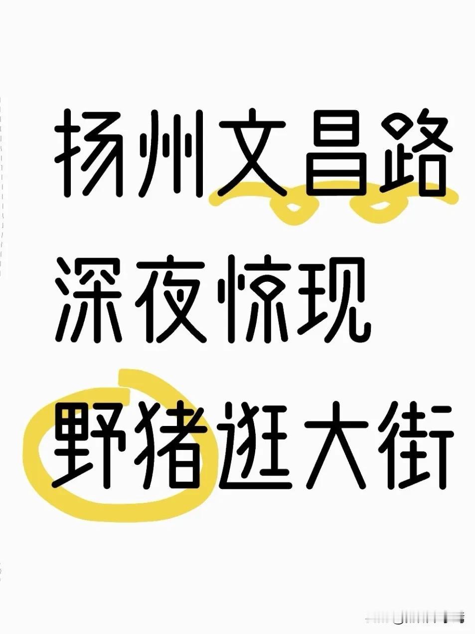 扬州文昌路深夜惊现野猪“逛大街”罕见一幕，引得扬州市民纷纷记录这一奇特画面，“野