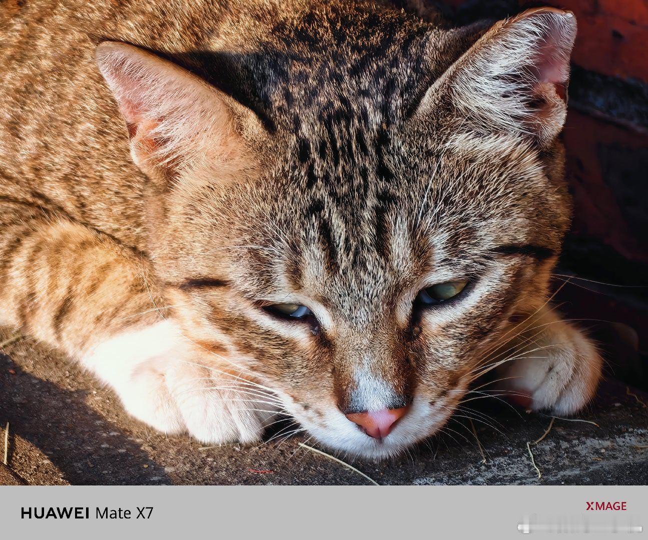 早，刚去公园随手拍了只流浪猫，也太漂亮了