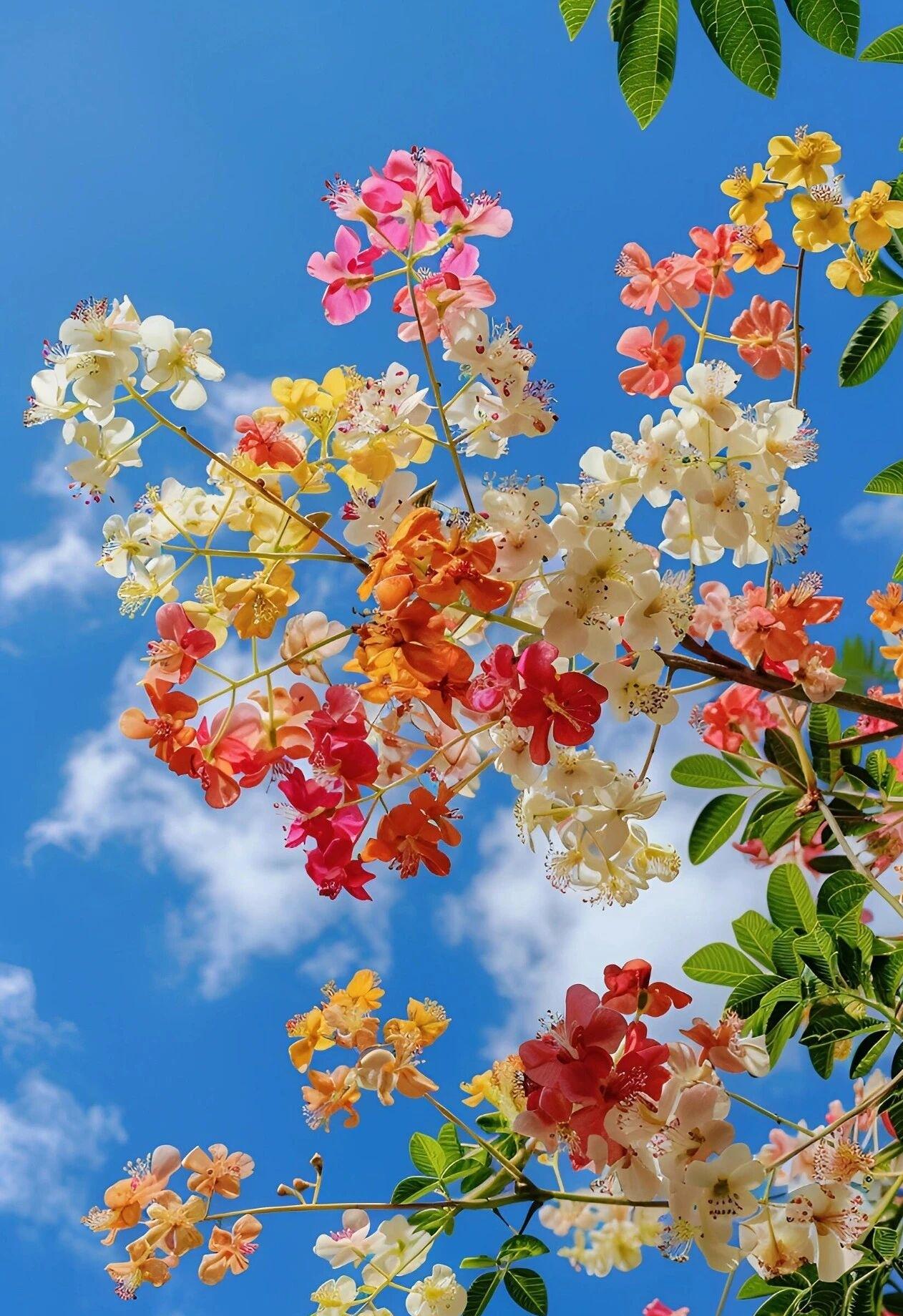 蓝天像打翻的调色盘，澄澈的蓝泼成背景，几缕白云轻得像呼吸。花枝从画框边缘斜出来，