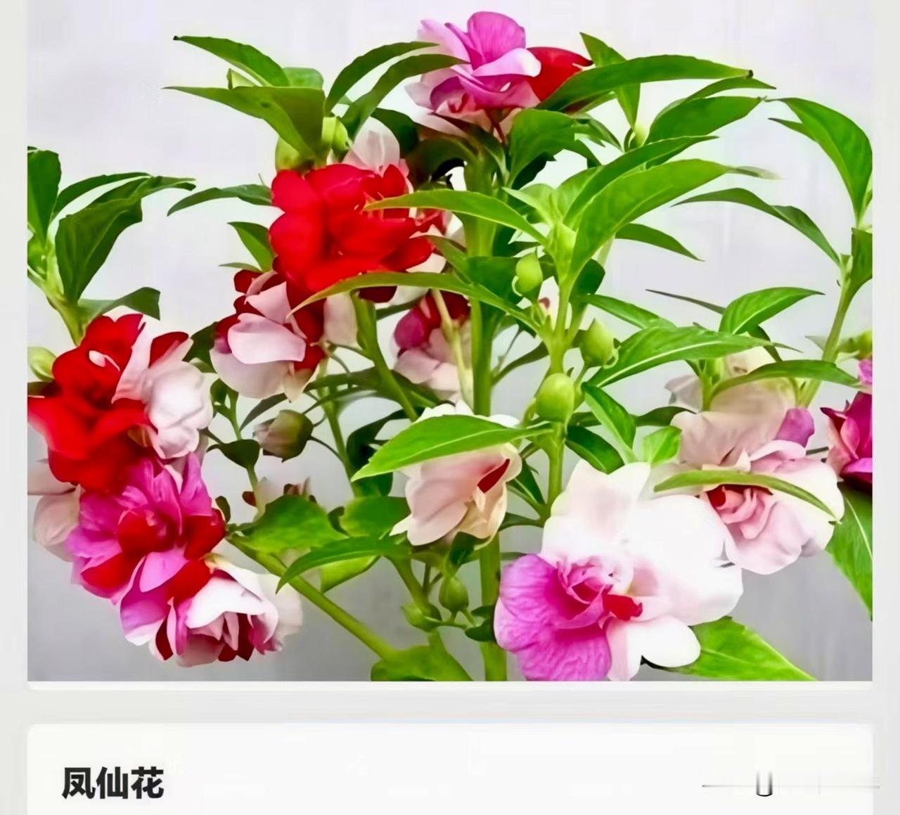 这些植物曾是你童年的回忆吗？
从60后到00后，虽然时代在变，但以下几种植物，几