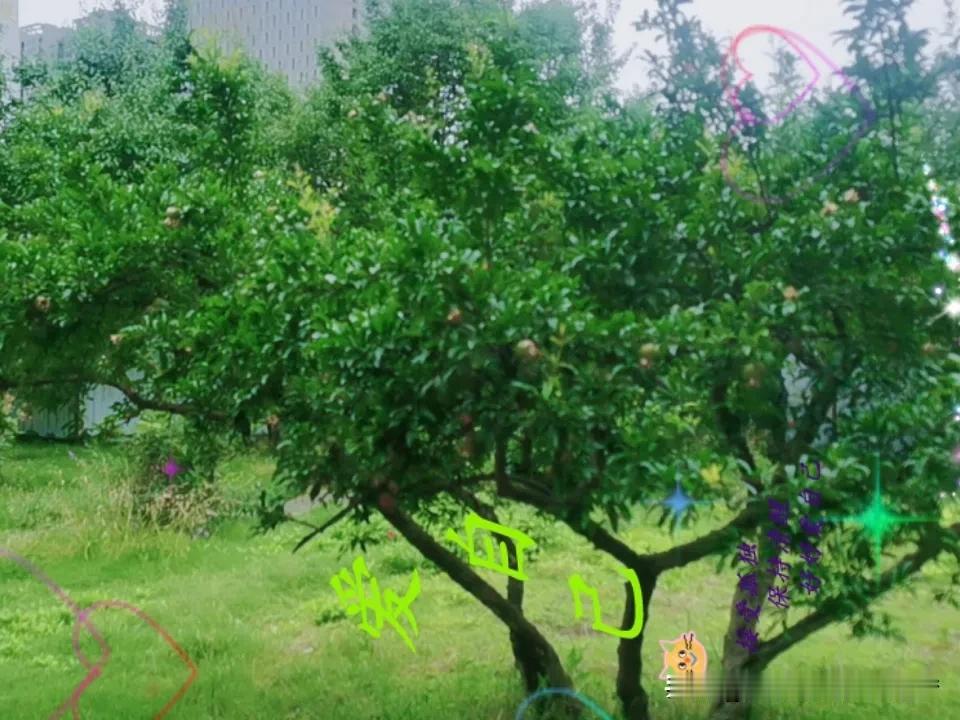 记录我的2026石榴树～结果了[比心]