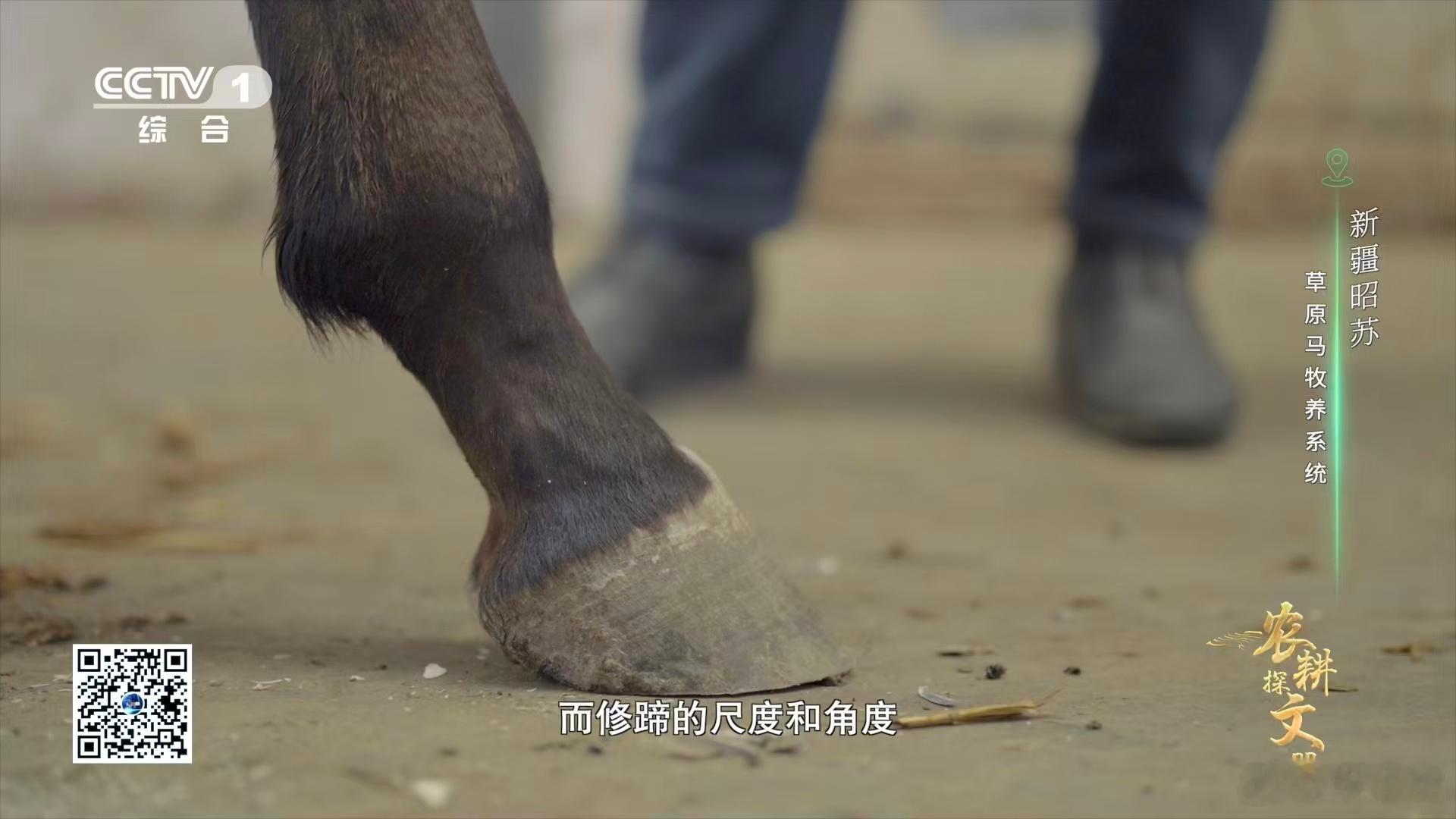 钉蹄师干活绝对不能马虎，修蹄的时候尺度和角度差一点都不行，角度偏了或者修多修少了