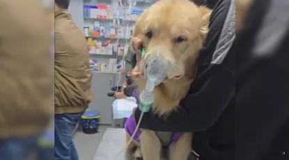 印度首都空气差到动物呼吸困难 换个角度看问题不就好了印度的动物都可以享受人类般的