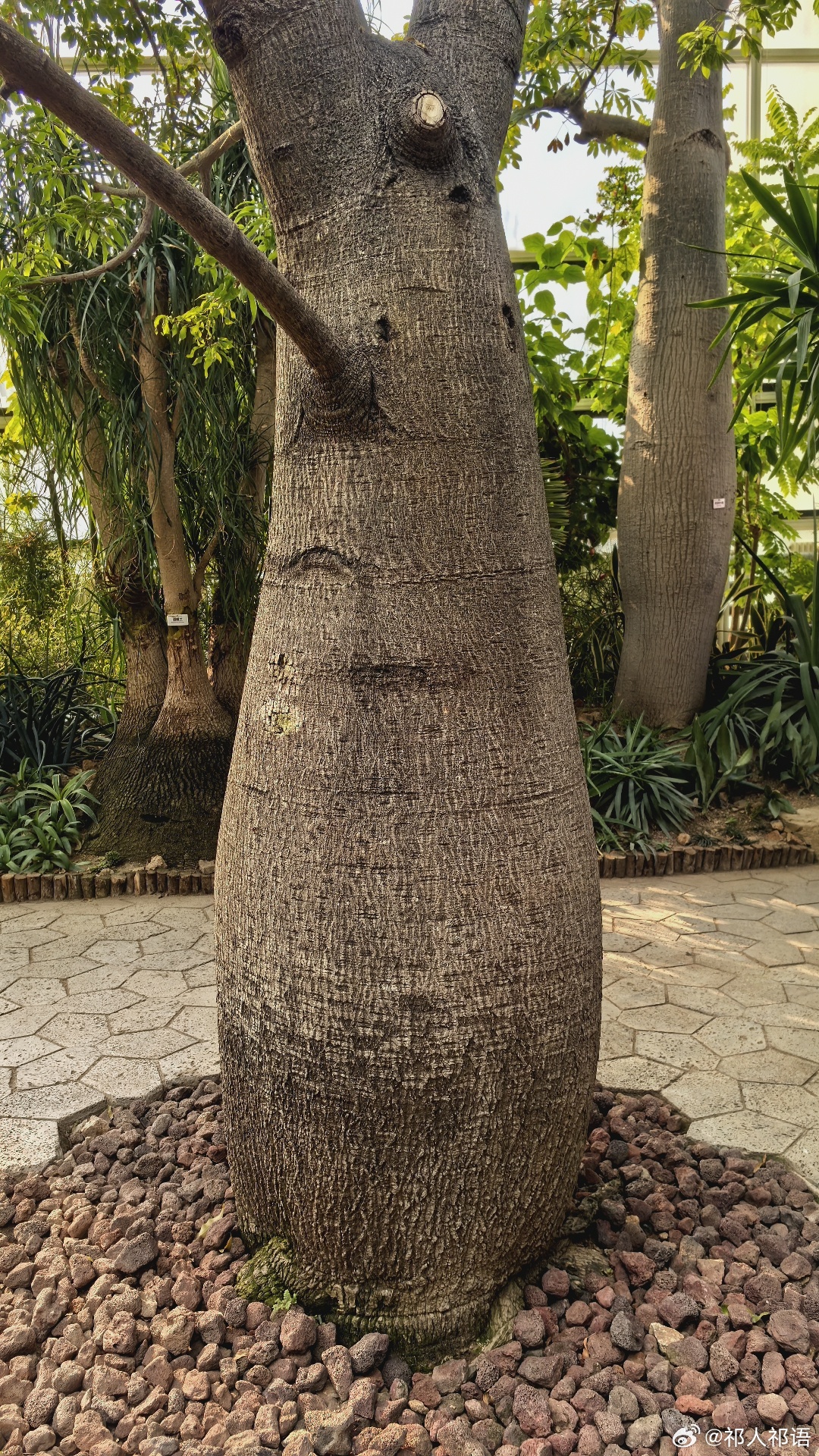 知道这是什么树吗？ 