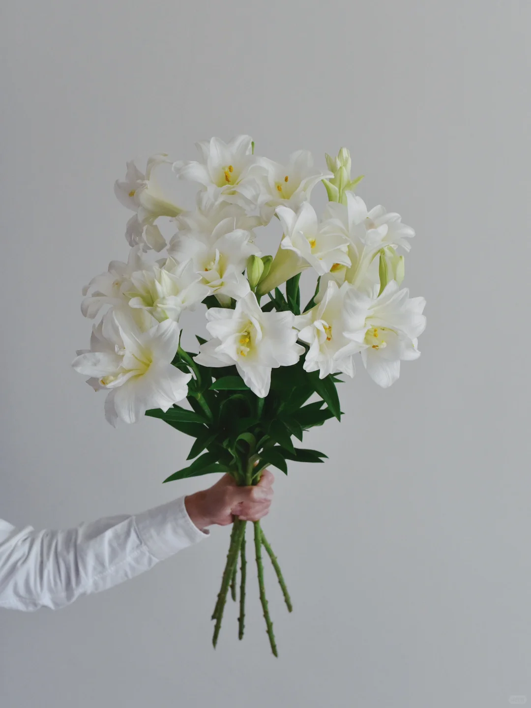 日本百合·咲八姬