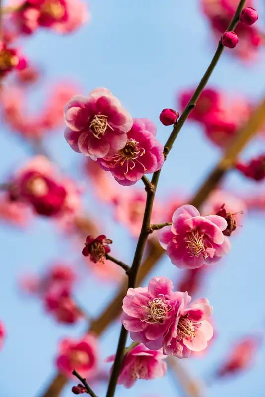 喜鹊登梅
寒枝初绽染丹红，恰有灵鹊立朔风。
劲骨不随桃李伍，冰姿独傲雪霜中。
鹊