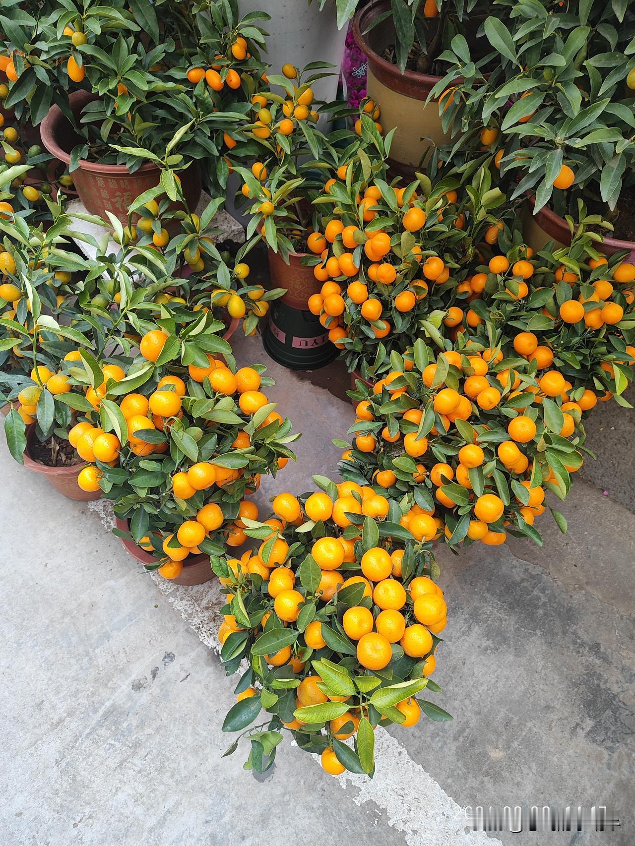 苏州市皮市街花鸟市场的花花！看着心情都美美哒[呲牙][呲牙][呲牙][呲牙]