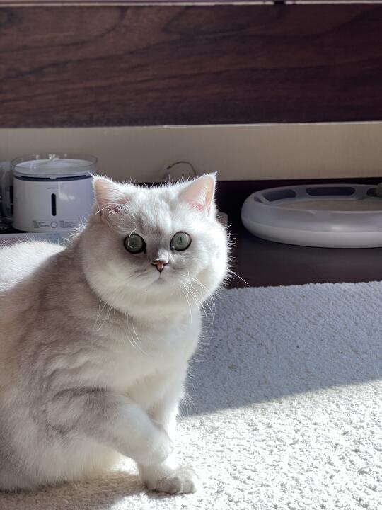 发光的白面馒头🐱