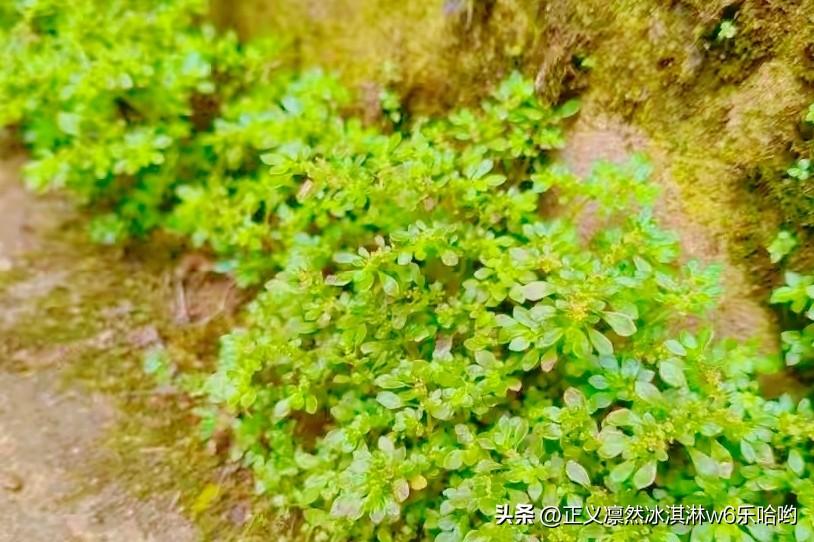 一株中药的“透明人生”，其实就是从种植到入药全过程的清晰呈现。就拿人参来说，它在