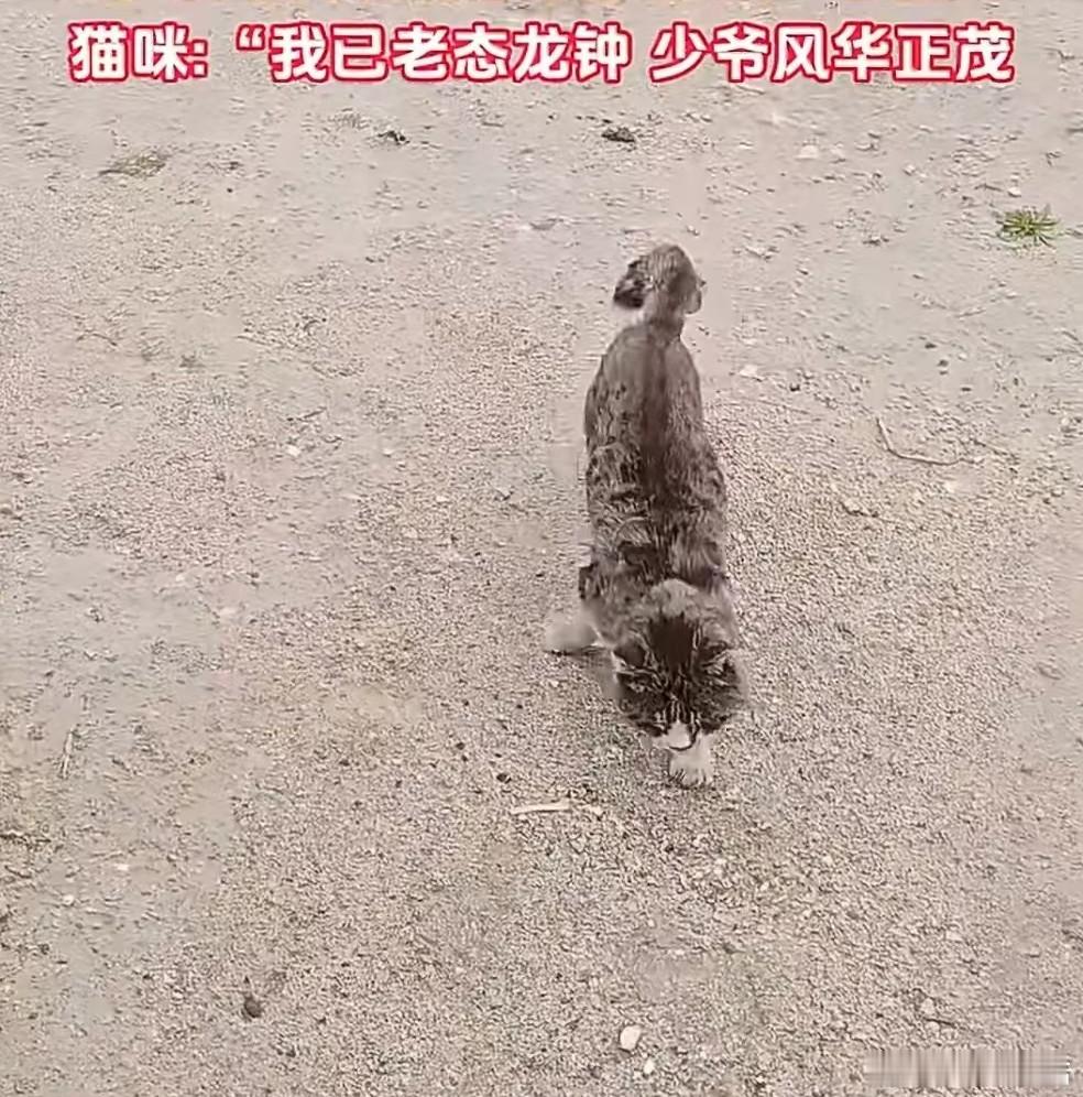 27岁男子养的猫咪已经23岁了猫咪平均寿命约12-15年，23岁已是超高寿，27