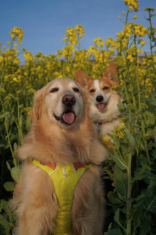 养狗前：谁要看油菜花啊 我才不看