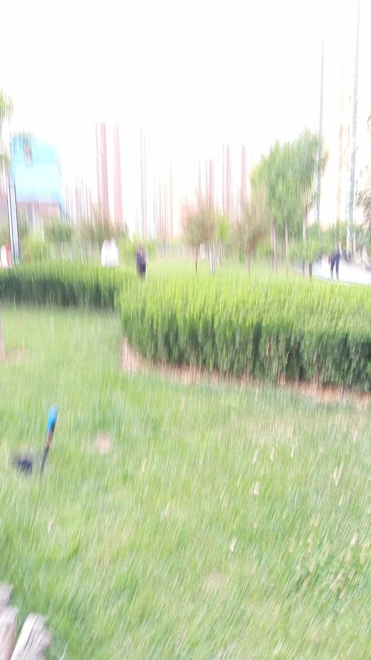 绿意盎然，悠然自得，享受大自然的美好时光。🌿🍃🌳走进这充满绿意的公园，脚下