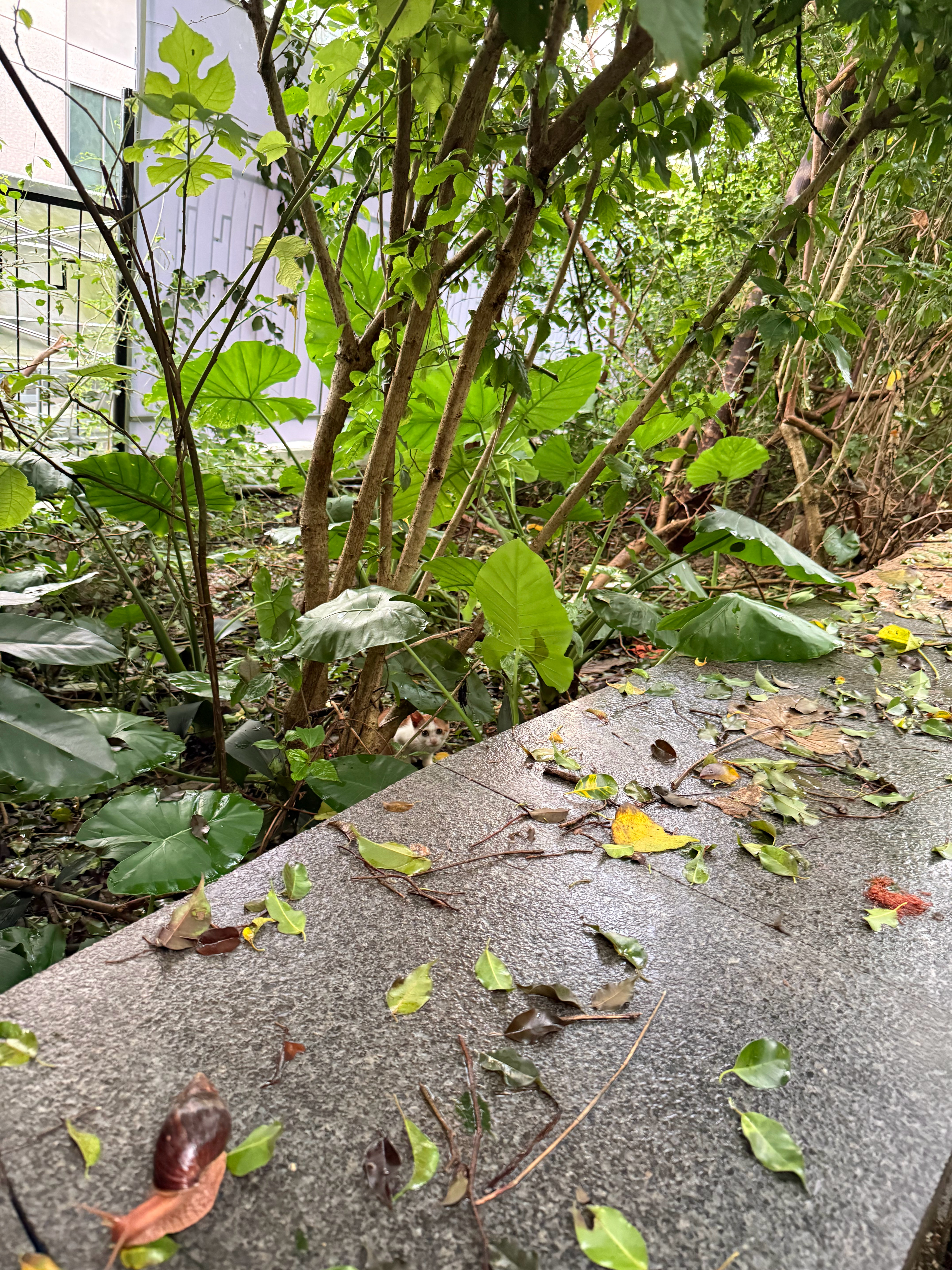 超强台风白海豚来了又来，这个夏天不是暴雨就是台风，真真是离了个大谱！小流浪活得艰