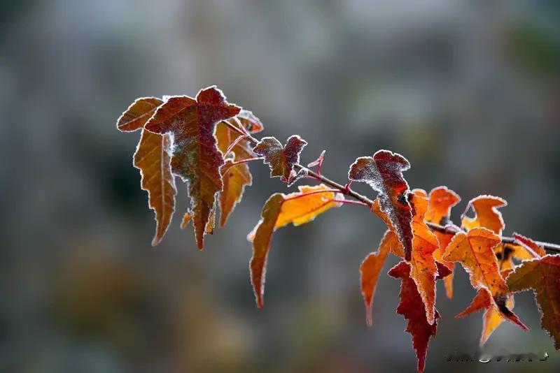《秋霜》乐韵诗心原创:秋霜染枫绛，寒弦寄恨惘。岭谷寒潭看落英，皆言似旧样。方觉往