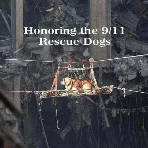 911事件搜救犬，被路人拍下的照片