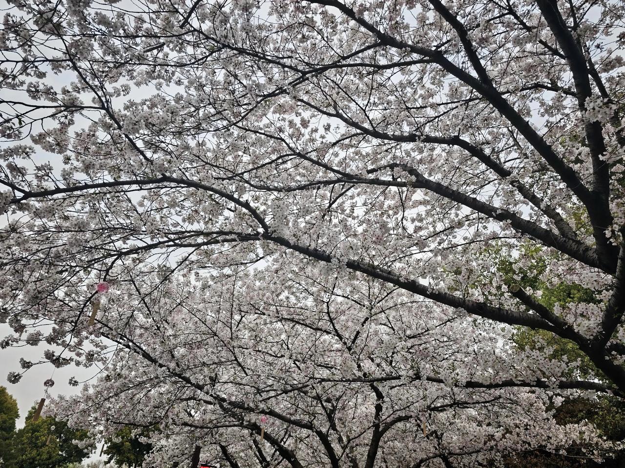 今天的工作中我提到了哈梅内伊，提到了导弹的价格，说到了AI等等。当时手机静音但没