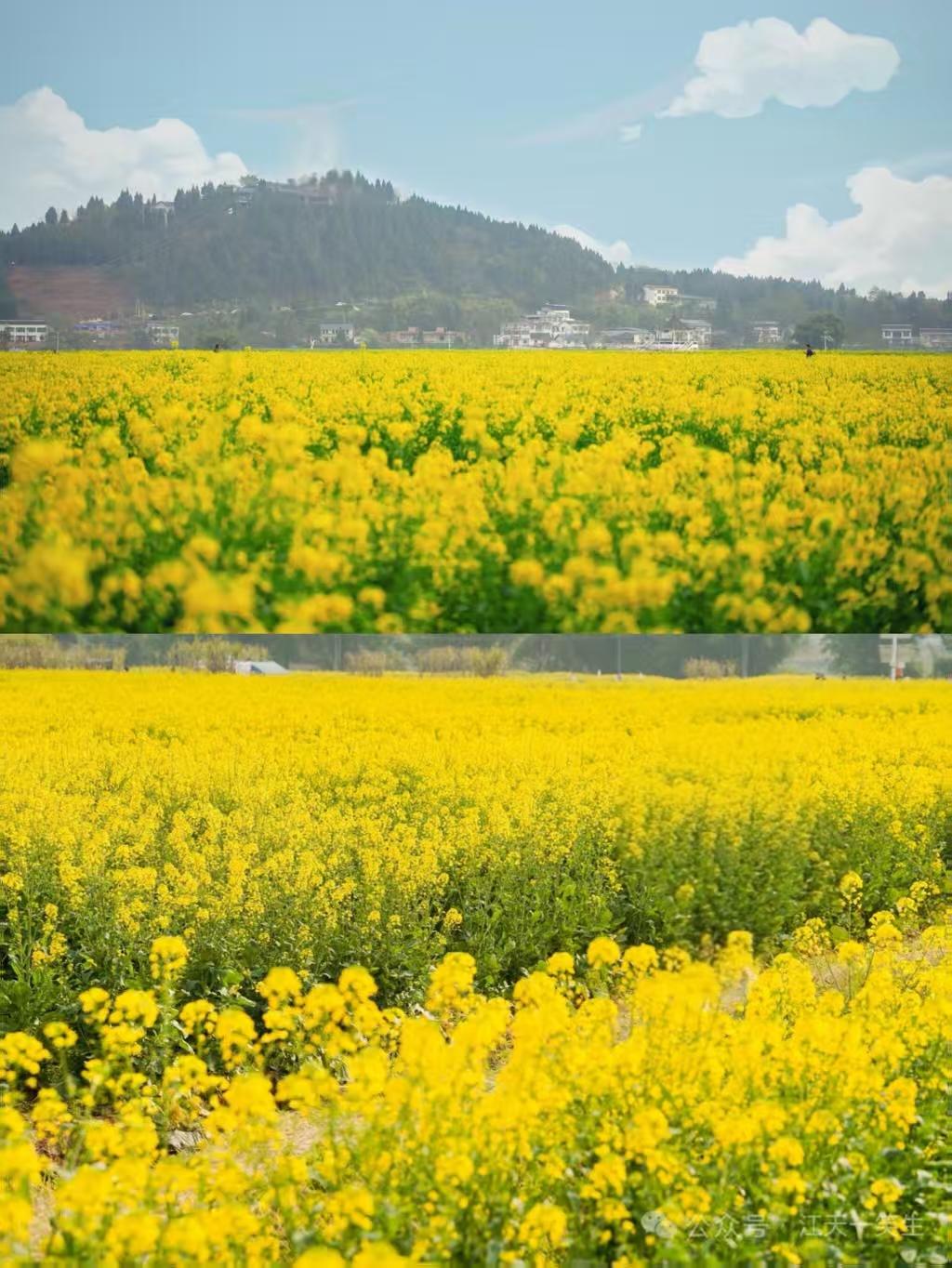 殿前欢·油菜花
菜花黄，
春风吹遍满畴香。
金波万顷连霄壤，
映斜阳。
蝶蜂狂，