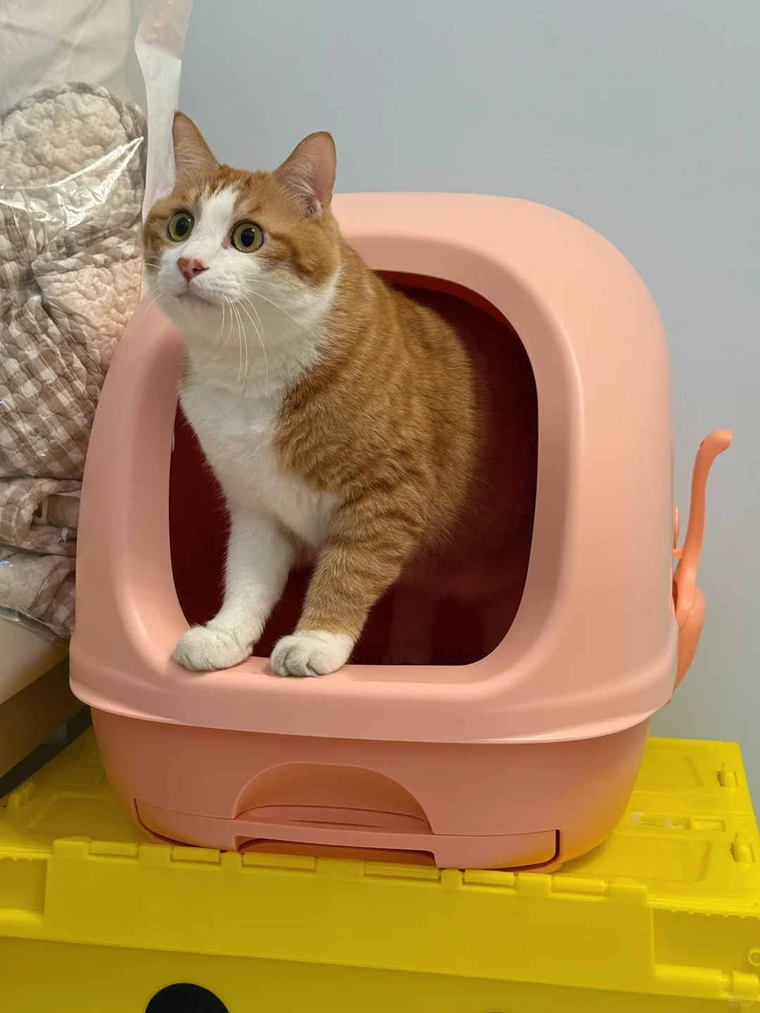 铲屎官救星！选对猫砂盆，清洁变得如此简单