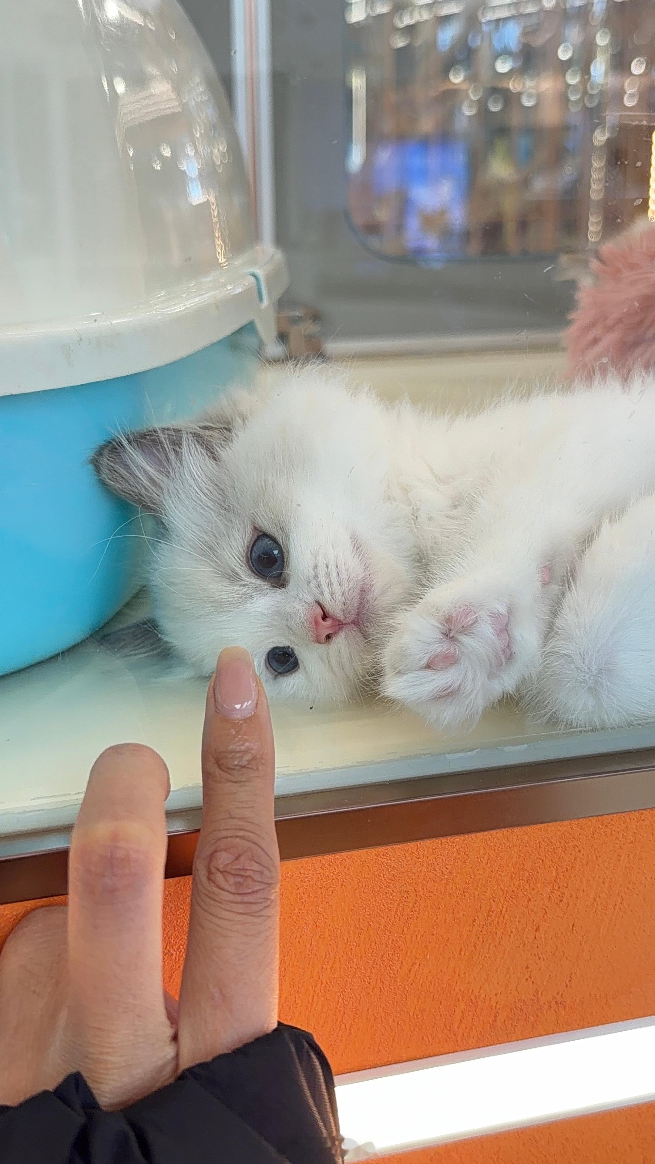 真可爱啊想把我们花花图图接回来了[苦涩] ​​​