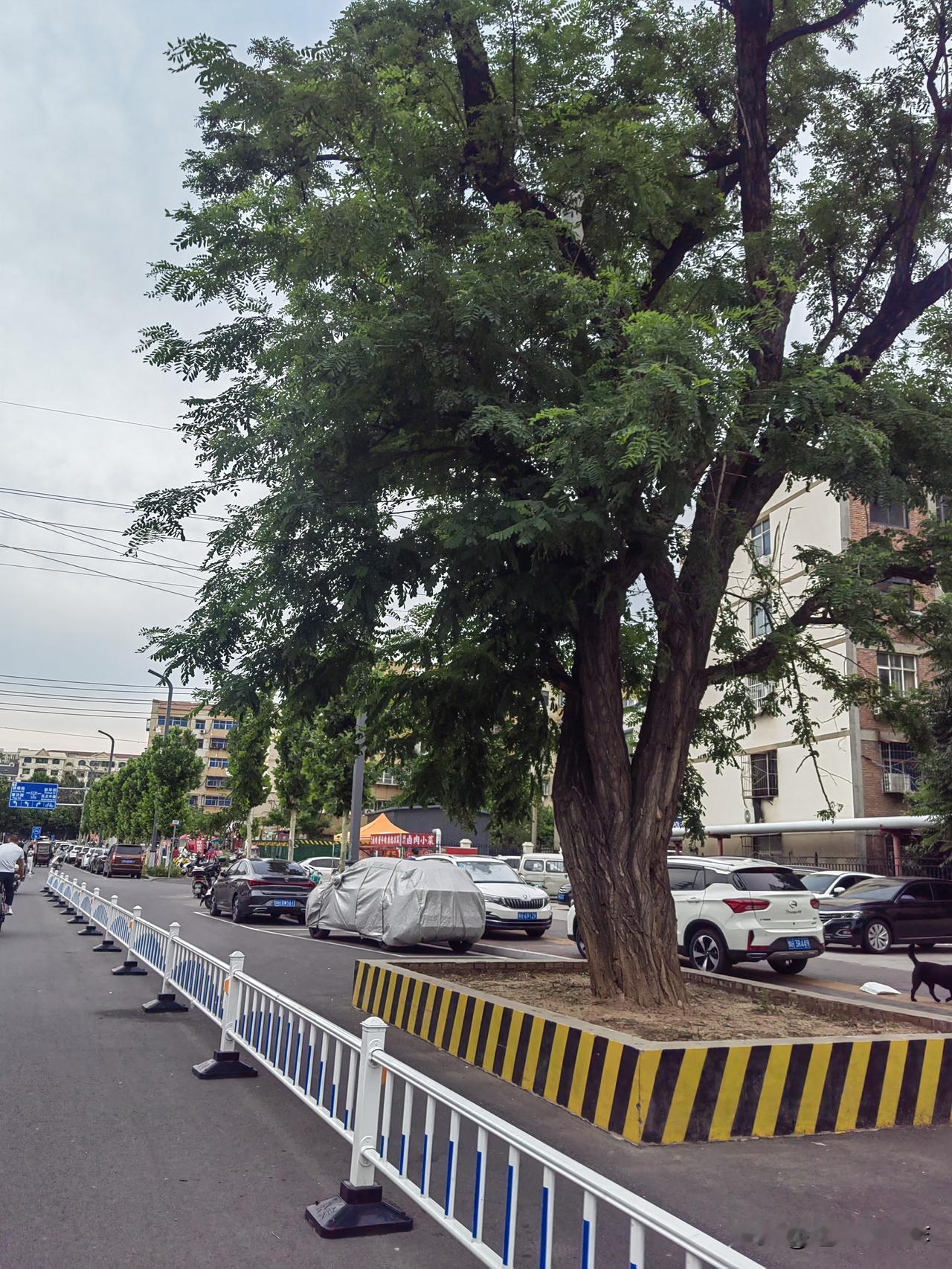 陶瓷路这棵树年头不短了，在这一片住了20多年了，之前这条路那真叫一个破烂，两边都