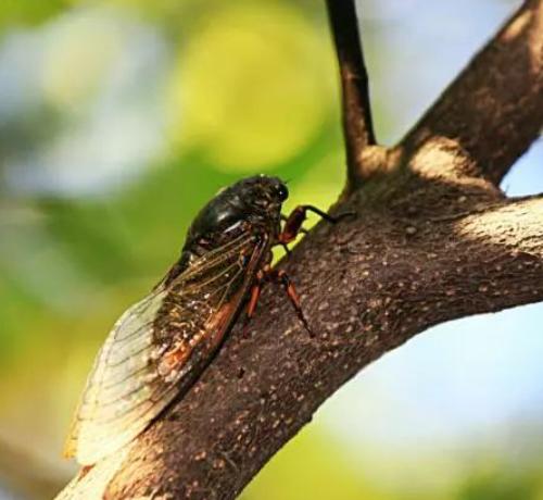 一句有道理的话：“蝉不懂禅，枉称知了；吏只为利，枉为公仆；蛙只会哇，枉叫田鸡；男