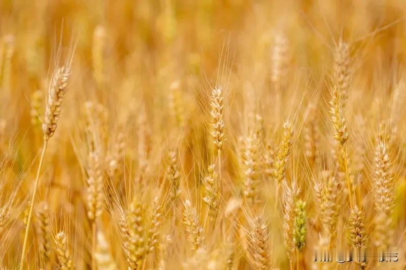 种植小麦时施用农家肥，若能科学配施化肥，可以实现增产增效。但要注意，化肥并非“万