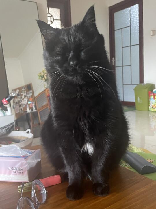 为什么吸引不到小母猫呢？