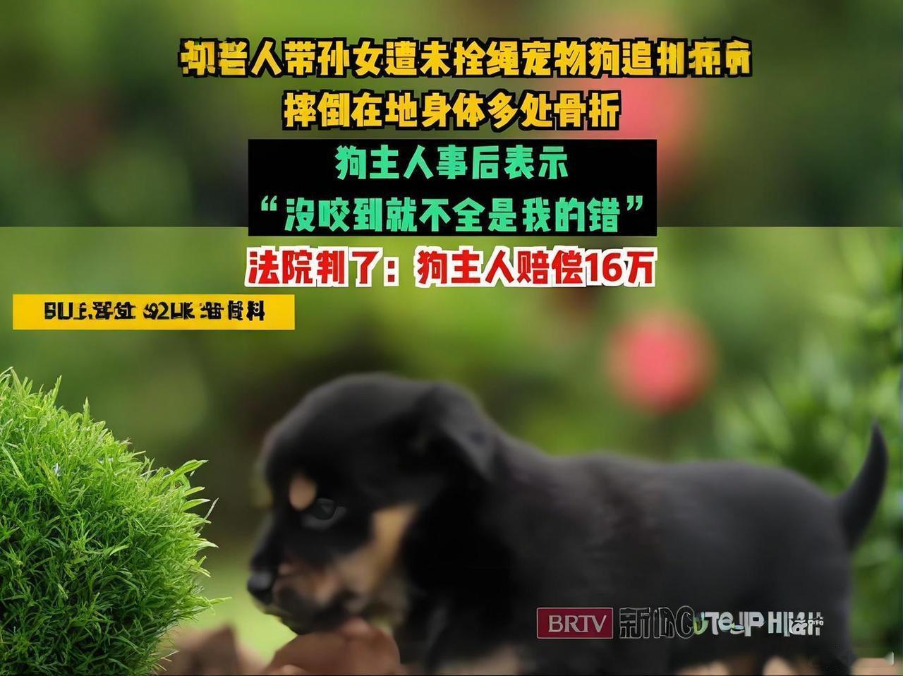 没咬到≠没责任！
银川一宠物狗追扑致人伤残，狗主人赔偿16万元！
银川这个判决，