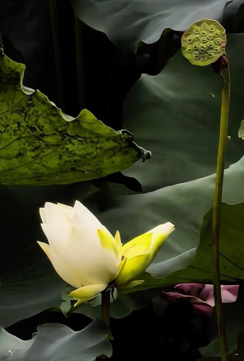 为莲痴狂跌落水
退休生活分享
今年广州最美的荷花可能当属芳村江北休闲绿带公园了，