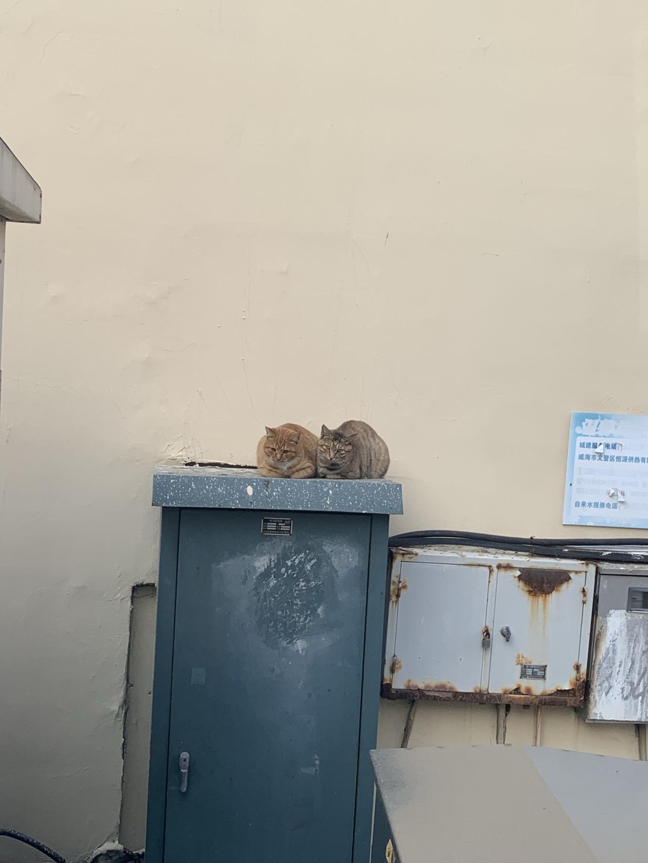 威海的冬天，风像小刀子似的刮脸。我缩着脖子往巷口挪，忽然看见配电箱上卧着俩“大爷