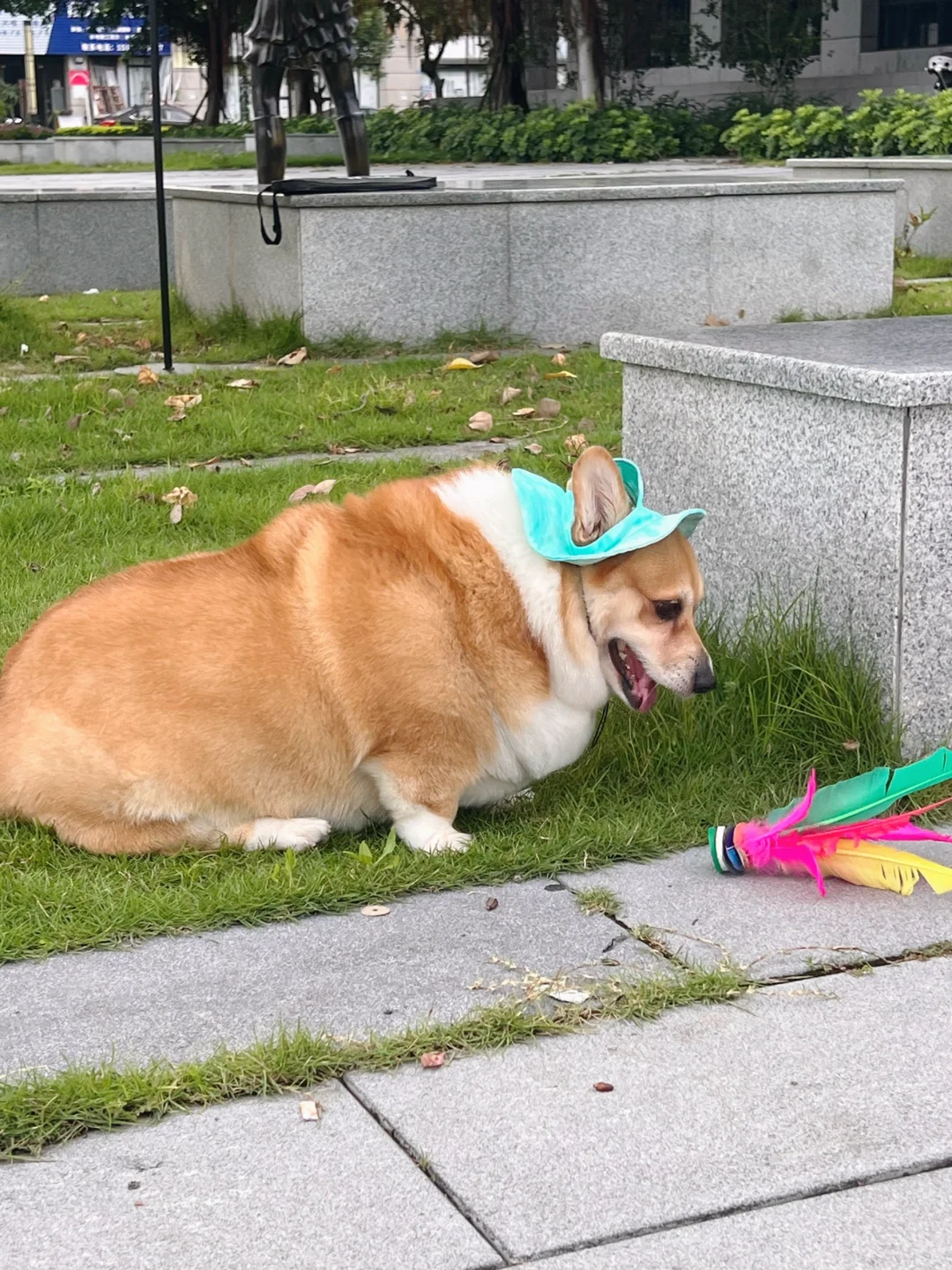 当我说带狗狗下楼运动…