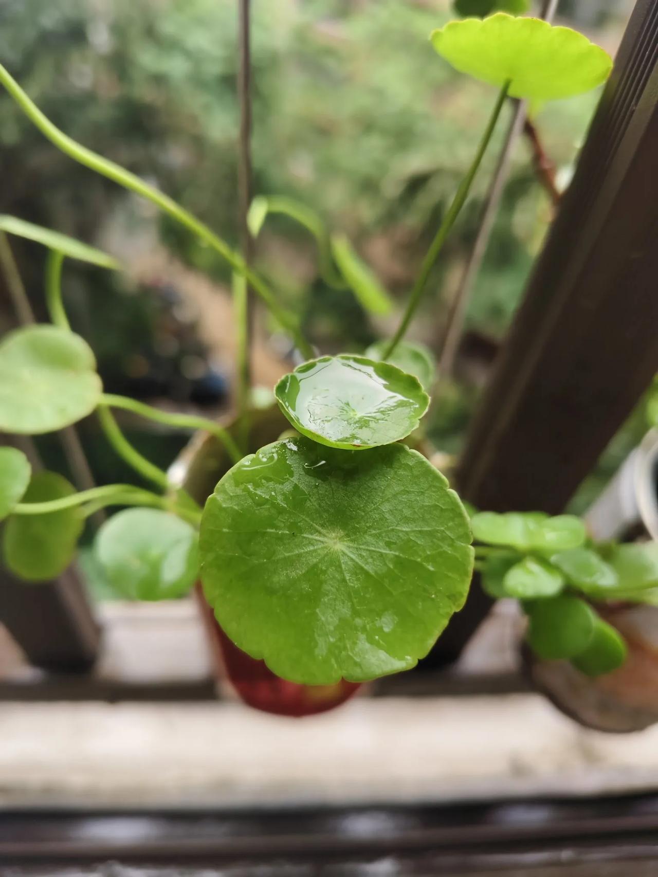 铜钱草很茂盛