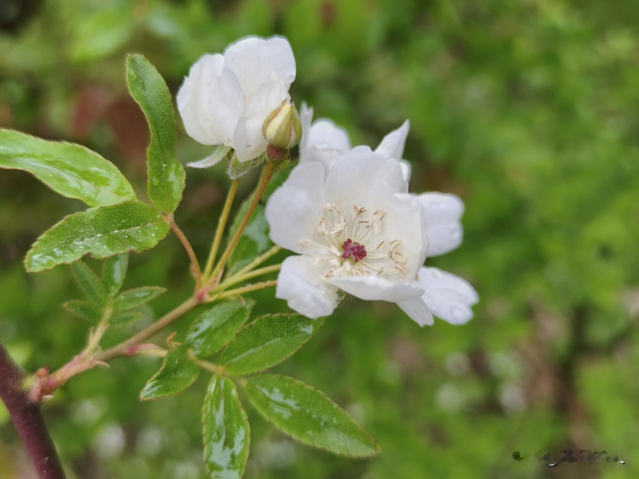 守住平凡，拒绝平庸
       平凡，不是平庸。平庸是庸庸碌碌，无所作为，但平