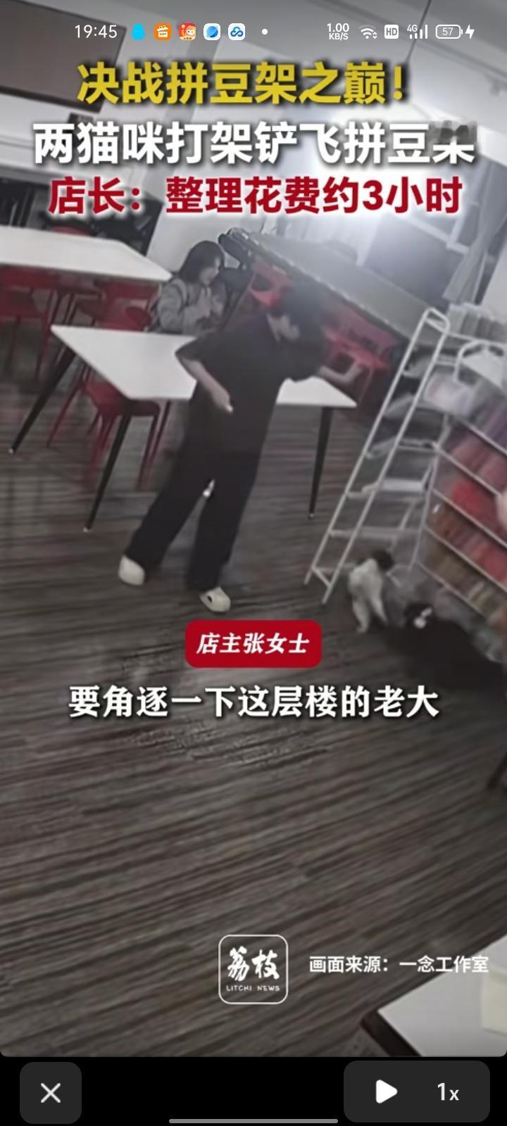 5月9日，青海西宁。店主张女士称，两猫咪在店里打架，其中一只猫是隔壁店里的，要角