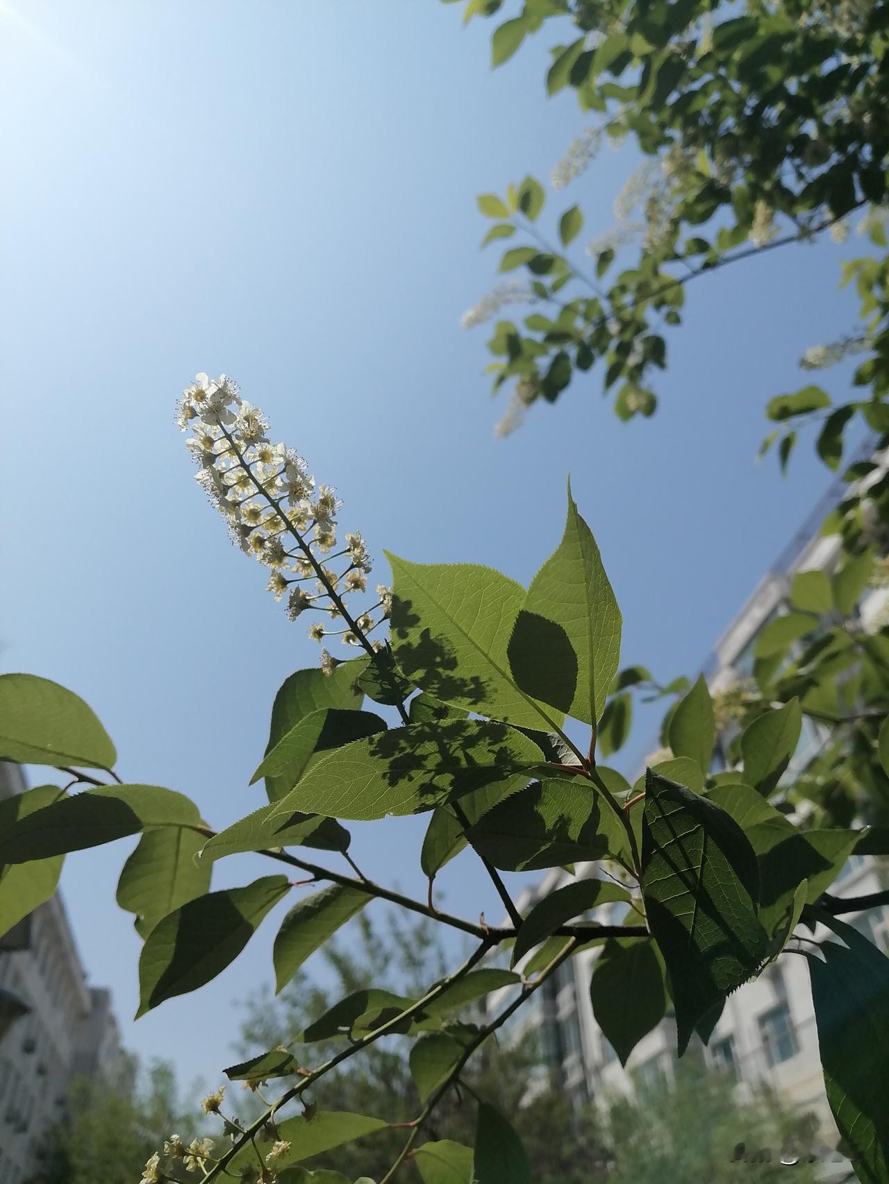 午后，我睡了两个小时，现在睡醒了，神清气爽，情绪也很好。我真是感谢沉睡的这两个小