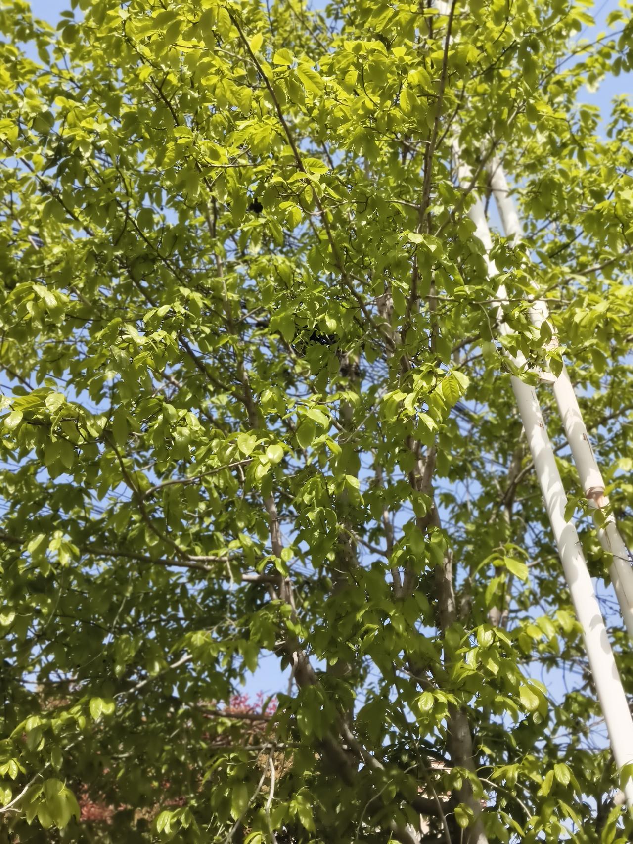 晒出你的本地生活玉兰花开已经全部谢了。现在竟然一点痕迹都没有。据说玉兰花还可以结