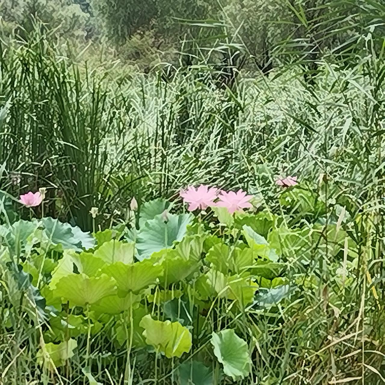 早晨奥森的荷花池