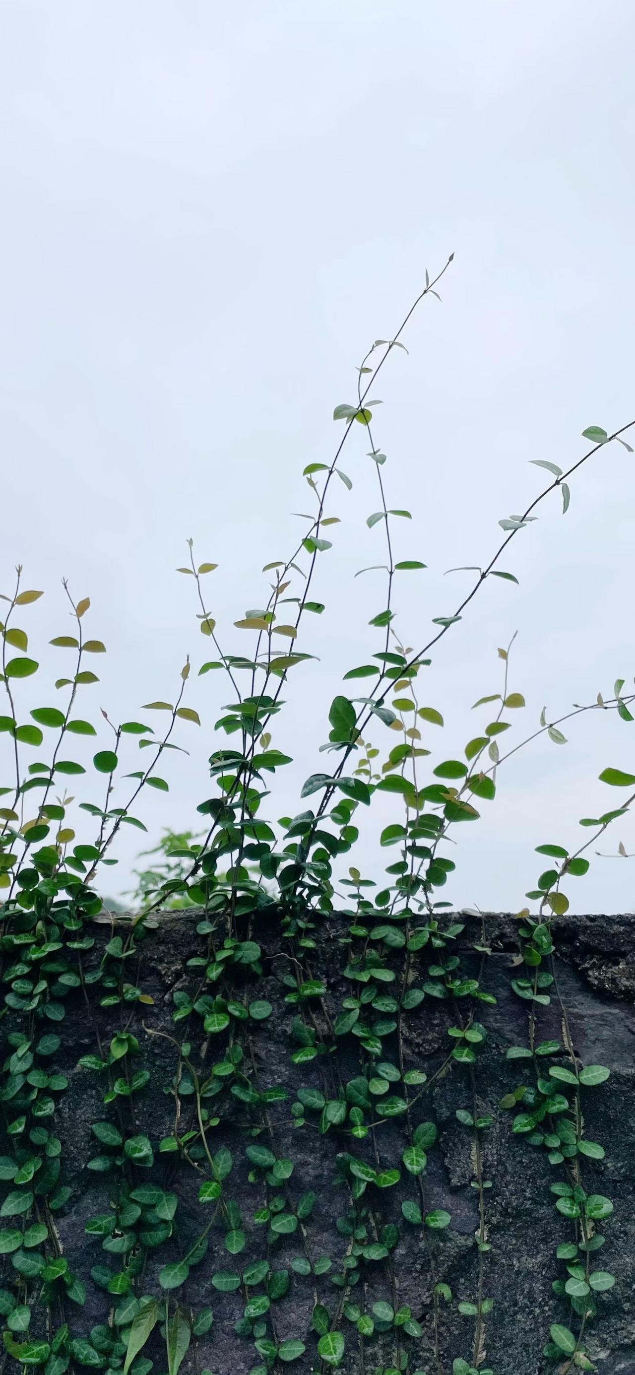 有谁记得鲁迅笔下的“斑蝥”放屁虫的。当时老师讲课正起劲，前面同学瘦瘦高高的男生突