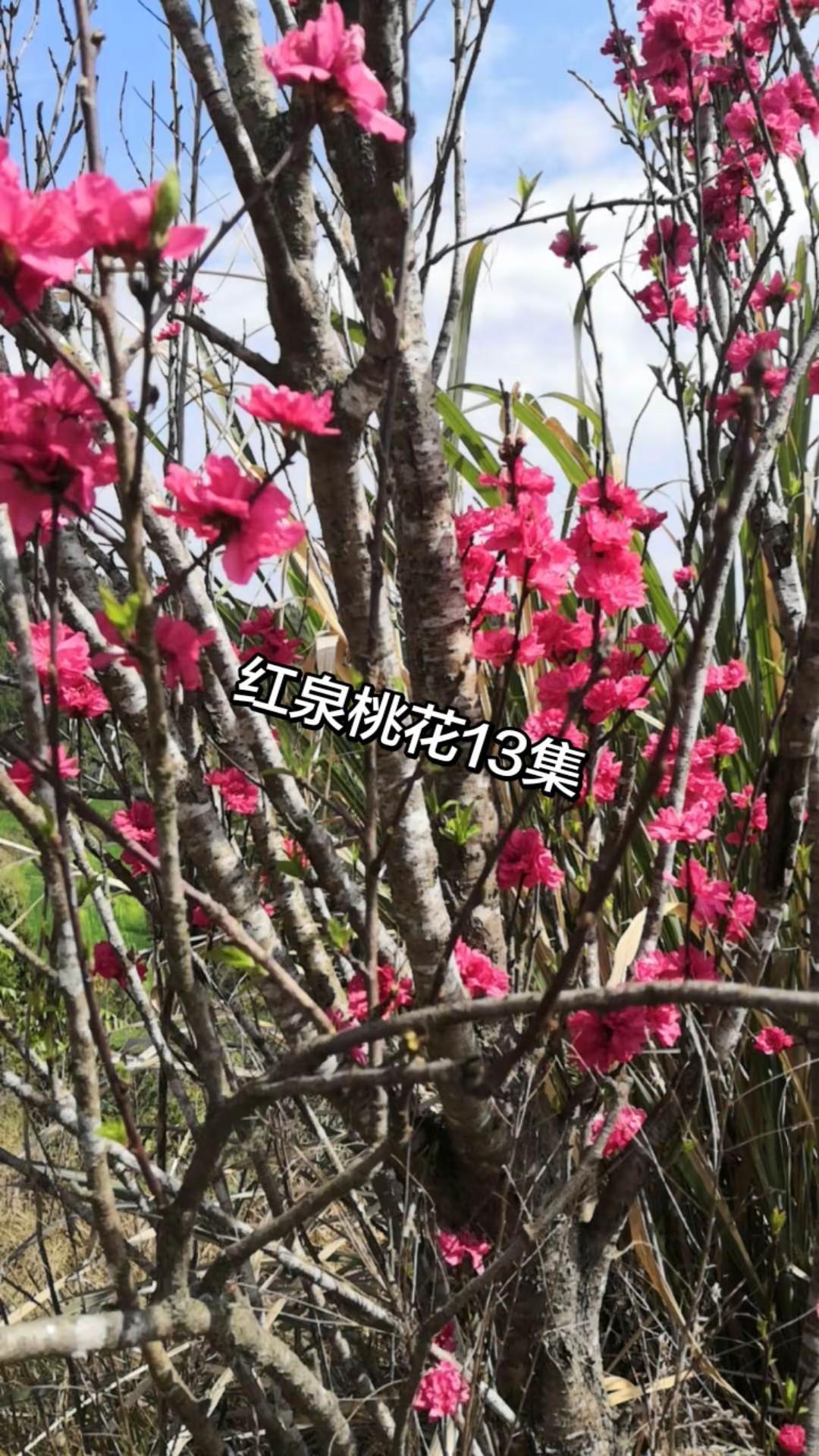 大山里的原生态 纯天然绿色食品