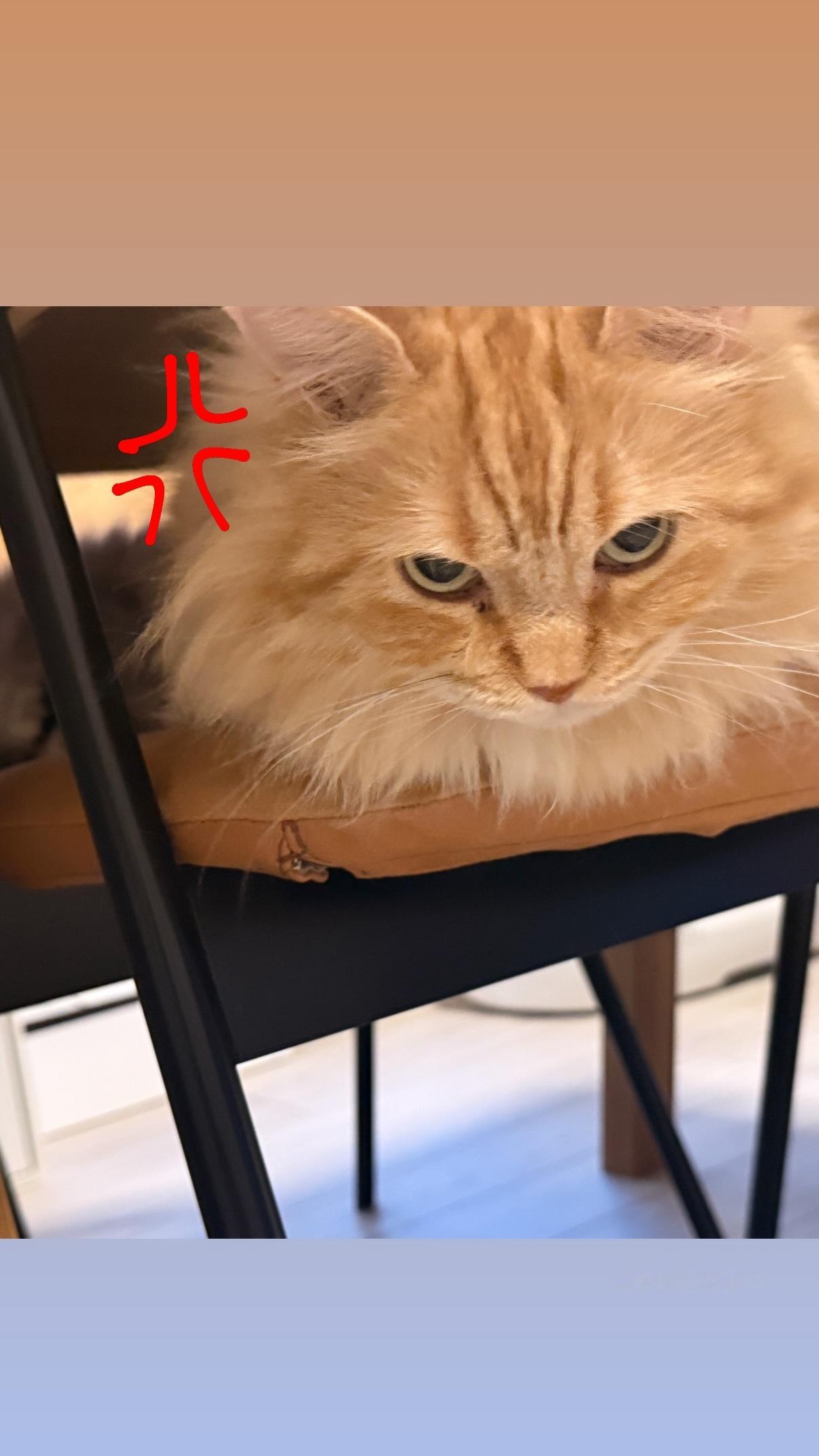 岩本蓮加　れんかぐらむ