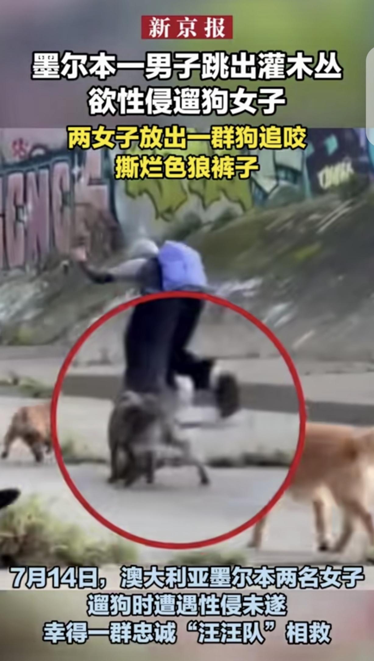 墨尔本一处户外区域,一名男子提前藏进灌木丛,盯上了两名结伴遛狗的女子,冲出来想同