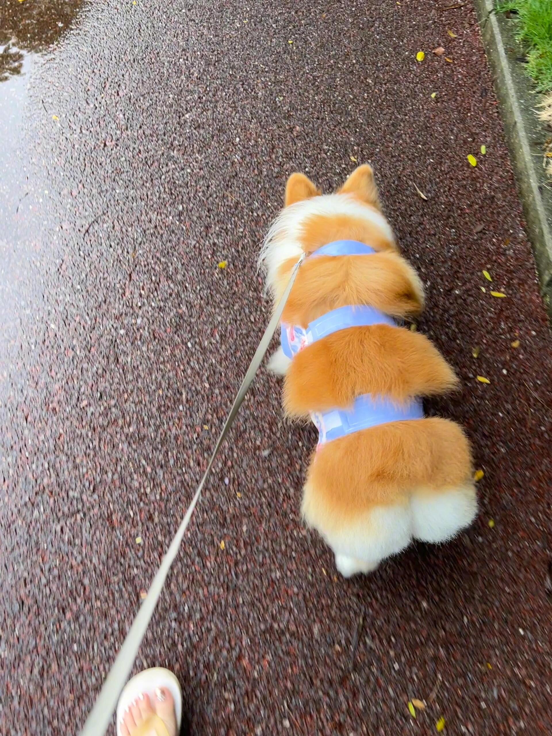 一只毛毛虫小狗 ​​​