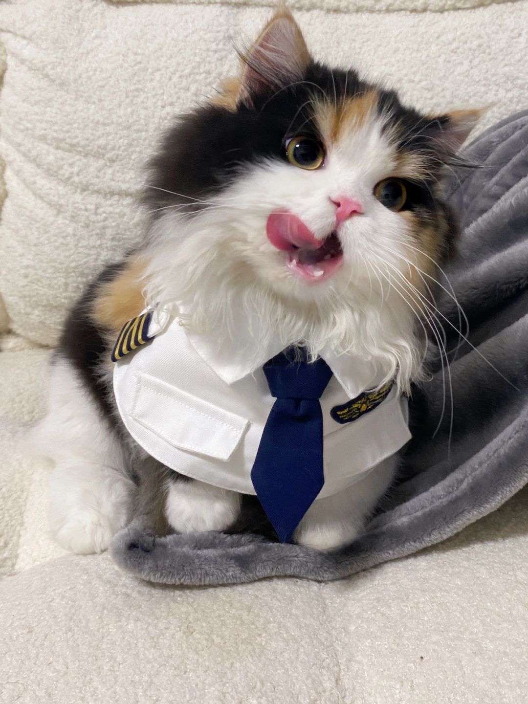 说出来你可能不信，我家猫当上机长了