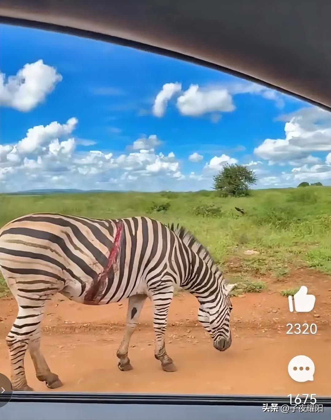 这匹斑马还能活多久？一国外博主在非洲草原上拍到一匹负伤的斑马，从图中可见斑马身上